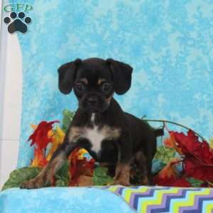 Tootsie, Boston Terrier Mix Puppy